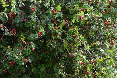 Rosehips in hedgerow below tree